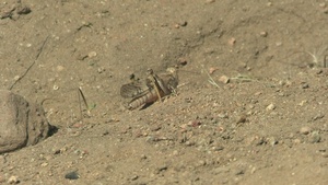 B-Roll: U.S. Marines with 1st MARDIV host annual squad competition