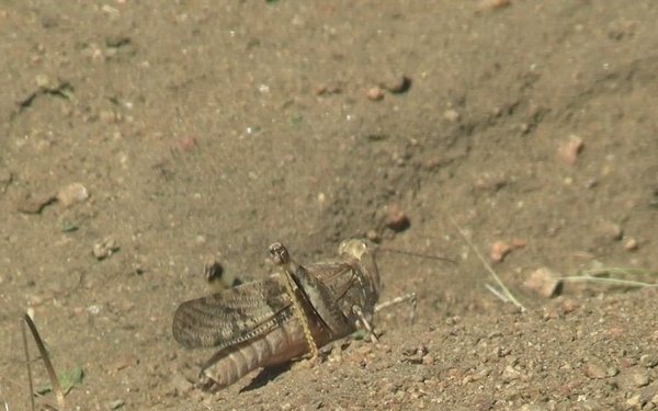 B-Roll: U.S. Marines with 1st MARDIV host annual squad competition