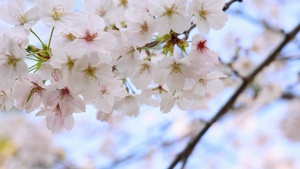 2026 Camp Zama Cherry Blossom Festival