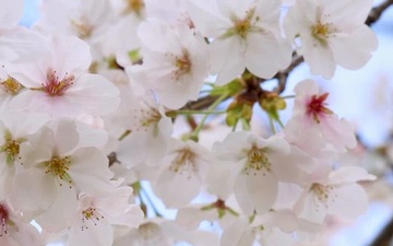 2026 Camp Zama Cherry Blossom Festival