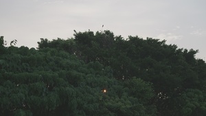 5th Air Naval Gunfire Liaison Company conducts dry close air support training