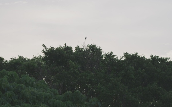 5th Air Naval Gunfire Liaison Company conducts dry close air support training