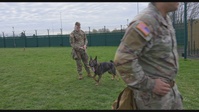 Military Working Dog Demo