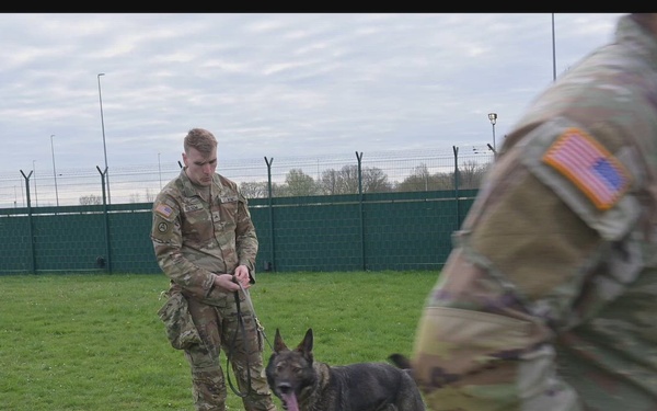 Military Working Dog Demo