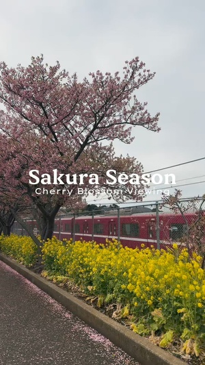 CFAY FFSC Hosts Cherry Blossom Viewing