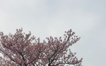 CFAY FFSC Hosts Cherry Blossom Viewing