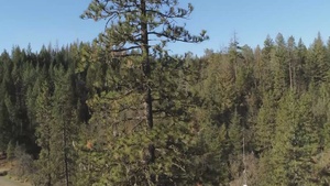 Forest near Harrison Gulch Ranger Station