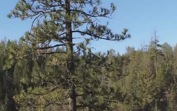 Forest near Harrison Gulch Ranger Station