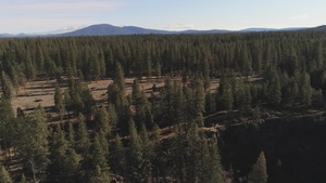 Aerial View of Forest Stands near McCloud