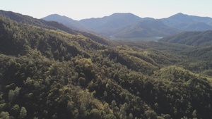 Forest near Hirz Lookout