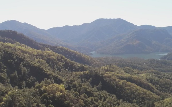 Forest near Hirz Lookout