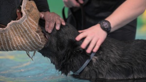 Military working dogs execute water-confidence training