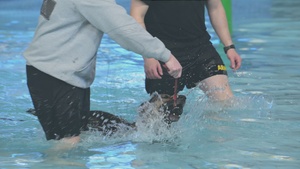 Military Working Dog Aquatic Enrichment (1080p)