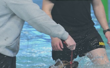 Military Working Dog Aquatic Enrichment (1080p)