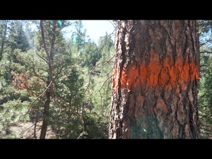 Caylor Fuels Reduction Project on South Park Ranger District