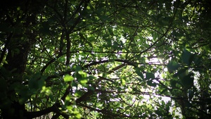 Hanuman Guardian 2026 | Jungle Survival Training