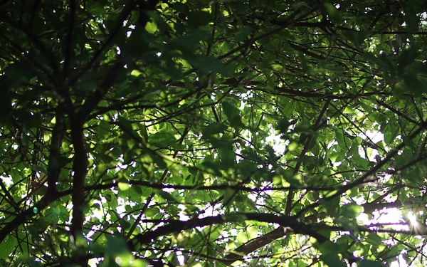 Hanuman Guardian 2026 | Jungle Survival Training