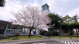 Camp Zama’s cherry blossoms are in full, stunning bloom!