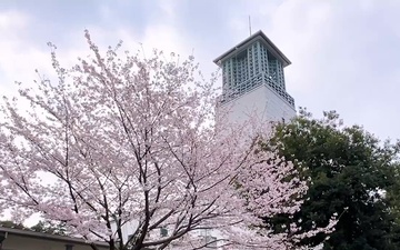 Camp Zama’s cherry blossoms are in full, stunning bloom!