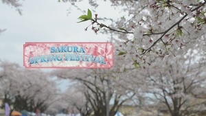Pacific Update-Yokota Air Base Sakura Festival
