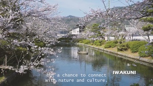 Hanami at Kikko Park, Iwakuni, Japan 2026