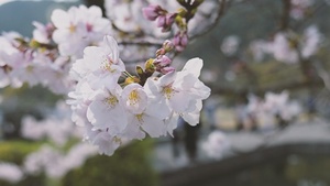 Hanami at Kikko Park, Iwakuni, Japan 2026 (B-Roll)