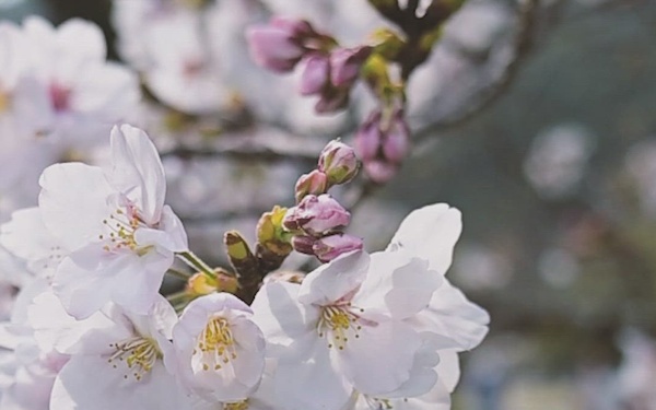 Hanami at Kikko Park, Iwakuni, Japan 2026 (B-Roll)