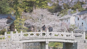 Hanami at Kikko Park, Iwakuni, Japan 2026