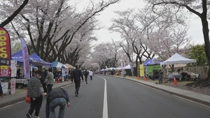 Pacific Update-Yokota Air Base Sakura Festival B-Roll