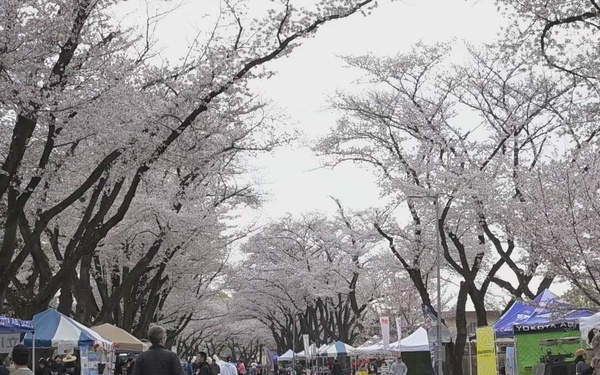 Pacific Update-Yokota Air Base Sakura Festival B-Roll