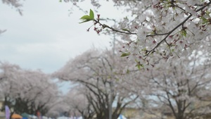 Pacific Update-Yokota Air Base Sakura Festival