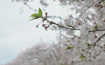 Pacific Update-Yokota Air Base Sakura Festival