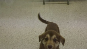 KFOR veterinarians and technicians spay local puppy at Camp Bondsteel clinic