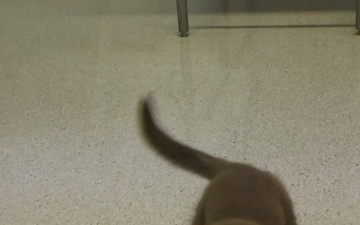 KFOR veterinarians and technicians spay local puppy at Camp Bondsteel clinic