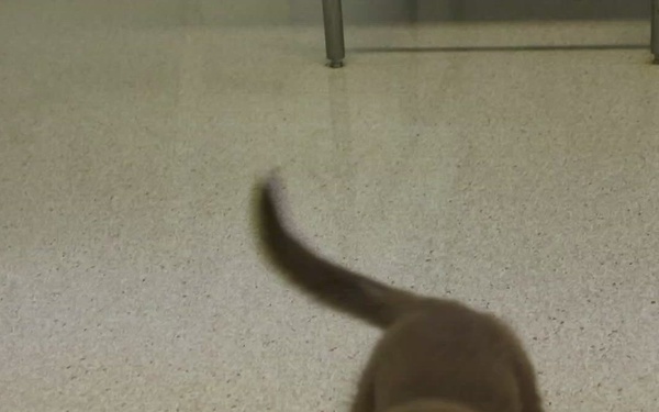 KFOR veterinarians and technicians spay local puppy at Camp Bondsteel clinic