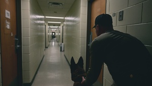 K9 training