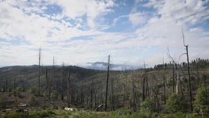 Reforestation Timelapse Reel