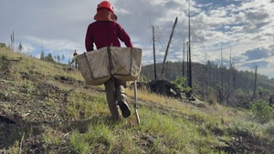 Mendocino National Forest Reforestation Reel 1