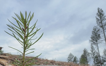 Mendocino National Forest Reforestation Reel 2
