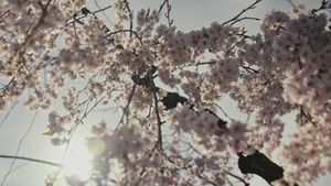 Arlington National Cemetery Spring B-Roll Package 2026