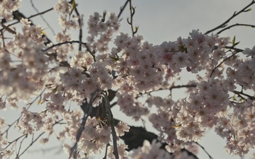 Arlington National Cemetery Spring B-Roll Package 2026