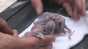 Fort Bragg and Woodpeckers