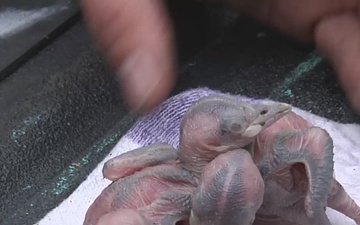 Fort Bragg and Woodpeckers