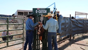 Cattle Permittee Collars Livestock for Fire Mitigation