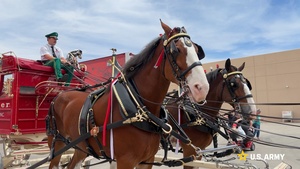 Budweiser Clydesdales Visit Fort Bliss, Celebrate 150 Years of Tradition