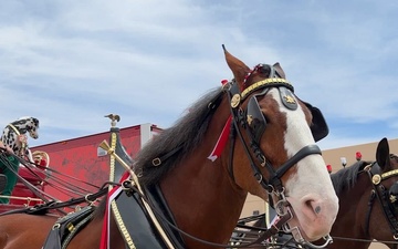 Budweiser Clydesdales Visit Fort Bliss, Celebrate 150 Years of Tradition