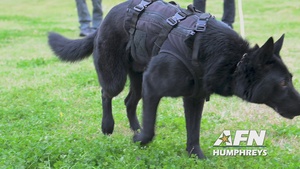 Military Working Dog competition