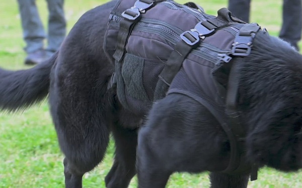 Military Working Dog competition