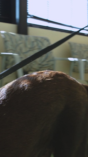Fort Benning Veterinary Clinic Reel