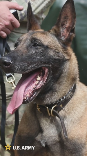 Military Working Dogs support Dogface Soldiers during shoot house training